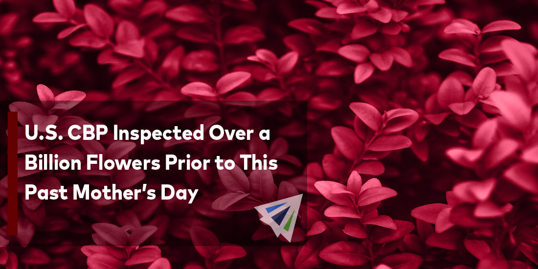 U.S. CBP Inspected Over a Billion Flowers Prior to This Past Mother’s Day