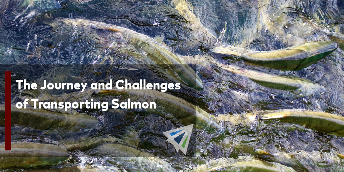The Journey and Challenges of Transporting Salmon