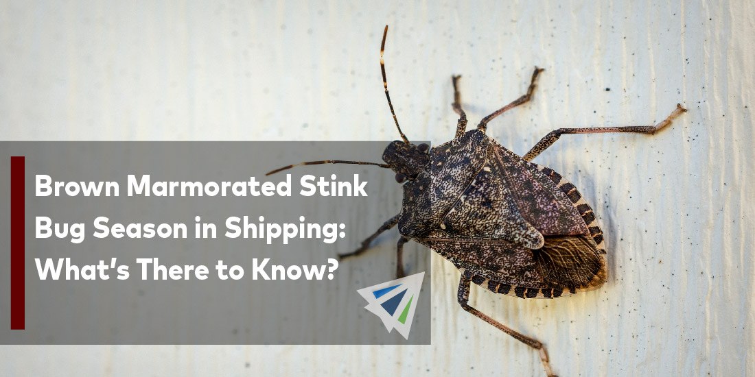 Brown Marmorated Stink Bug Season in Shipping: What’s There to Know?